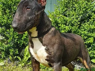 Bull Terrier dogs Proven Bull Terrier Studs x 2 - Advert 2