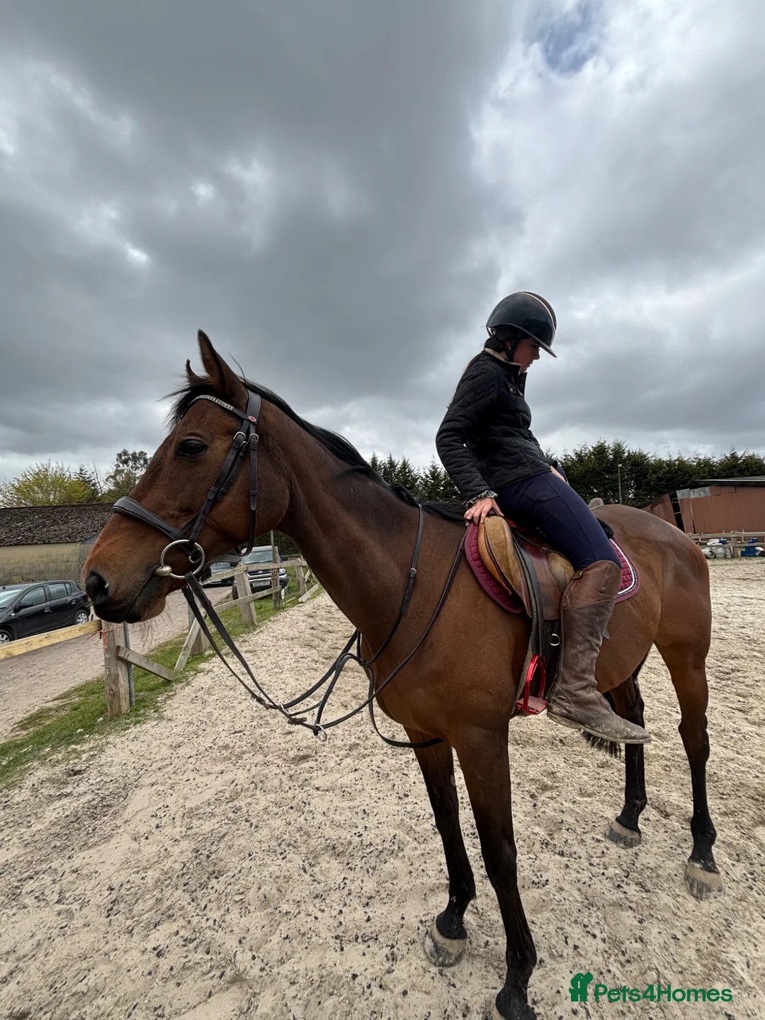 Irish Thoroughbred horses for sale: Super safe teenager dream horse  - Advert 2