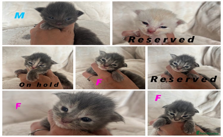 Maine Coon cats - Advert 2