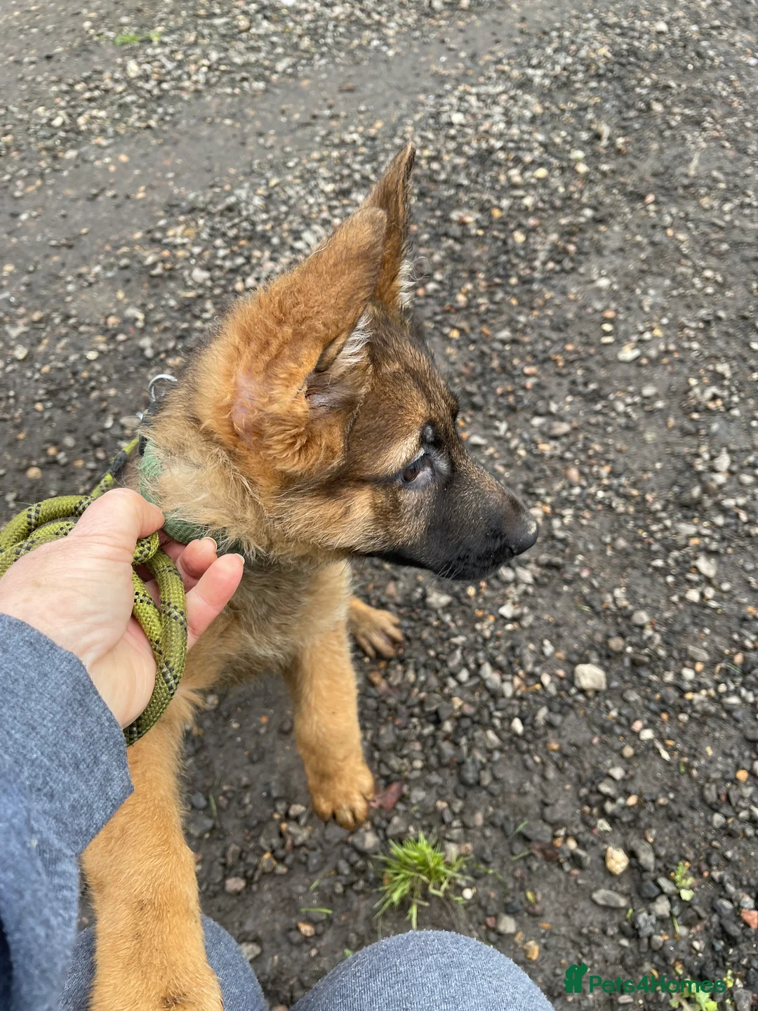 German Shepherd dogs for sale: German shepherd female x 2 - breeding g contract  - Advert 5
