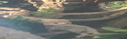 Python Snake reptiles for sale: purple line, extreme red, albino, hognose snake - Advert 6