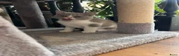 Selkirk Rex cats for sale: Gorgeous Selkirk rex kittens 😻 - Advert 18