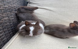 Netherland Dwarf rabbits for sale: Pure Netherland dwarf babies  - Image 5