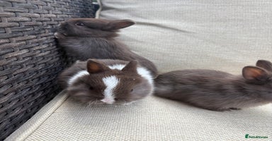 Netherland Dwarf rabbits - Advert 11