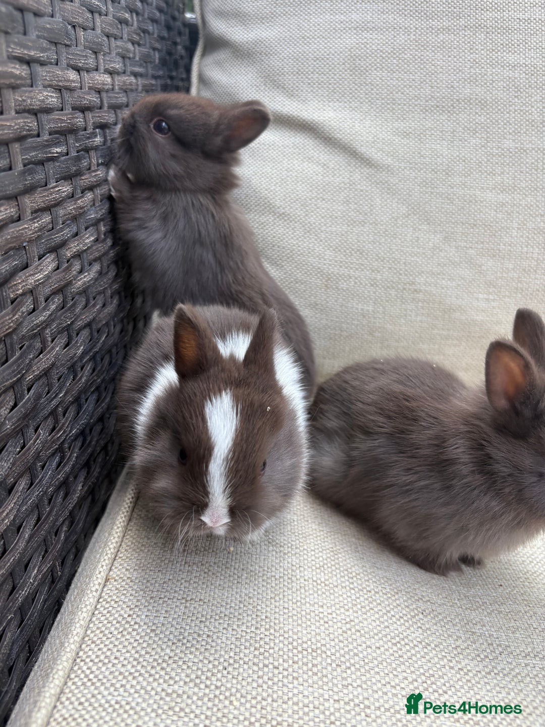 Netherland Dwarf rabbits for sale: Pure Netherland dwarf babies  - Image 5