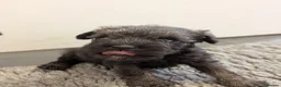Miniature Schnauzer dogs for sale: KC Health tested Miniature Schnauzer Puppies - Advert 3