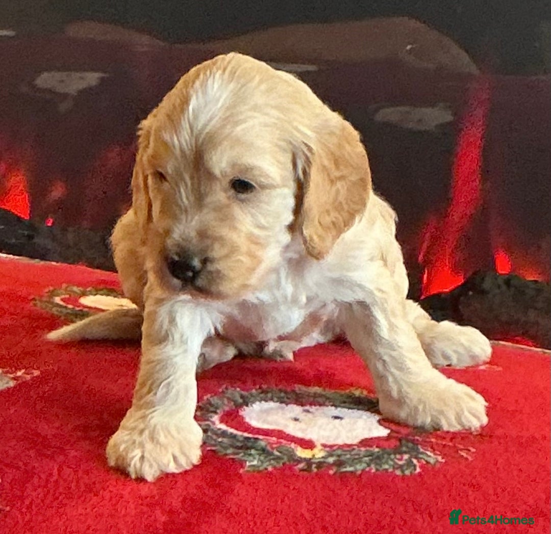 Cockapoo dogs for sale: Boys cockerpoo puppies - Advert 16