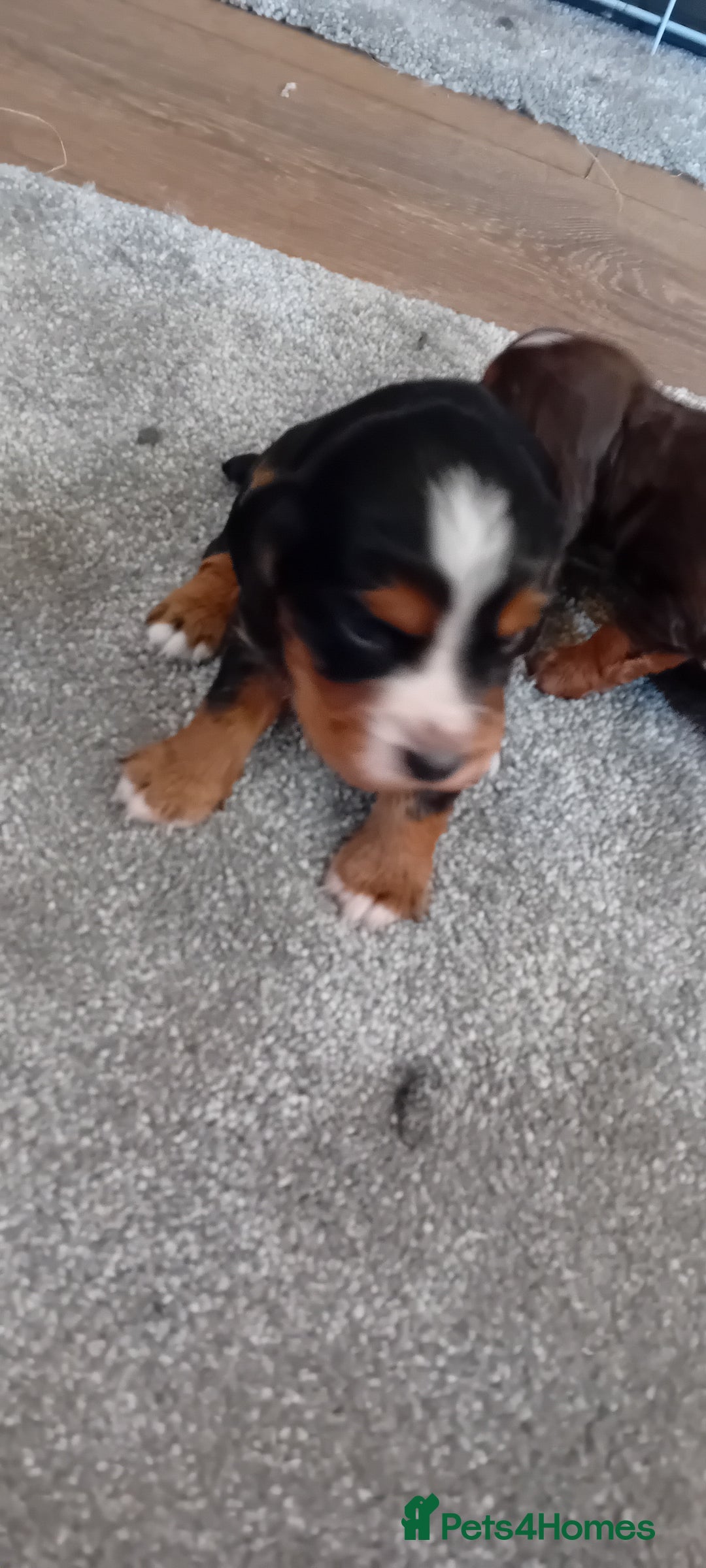 Cocker Spaniel dogs for sale: Working cocker wocker puppies - Image 9