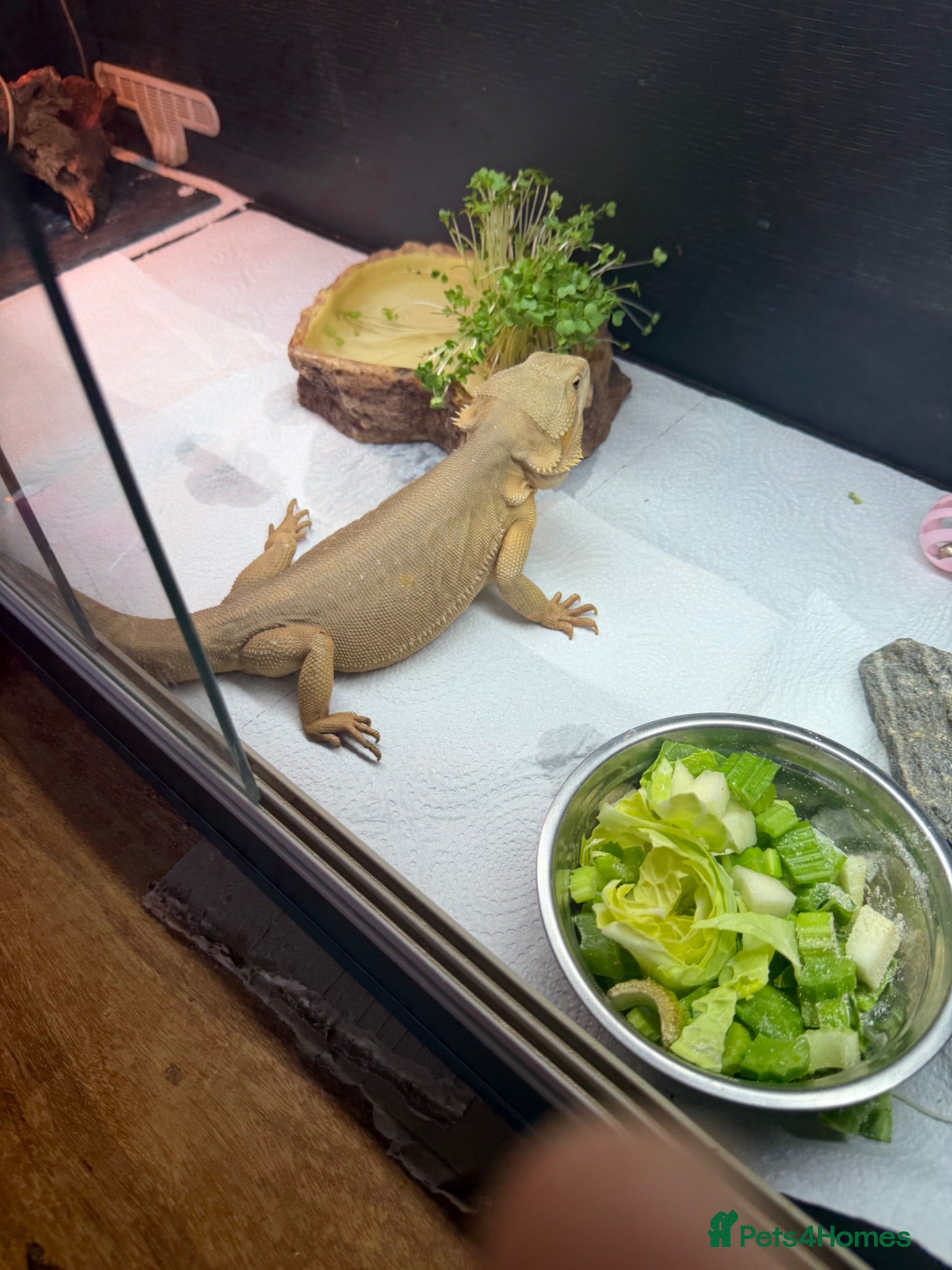 Bearded Dragon reptiles Female wits bearded dragon - Advert 2