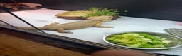 Bearded Dragon reptiles for sale: Female wits bearded dragon - Advert 2