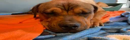 Rottweiler dogs for adoption: Bruce is a 5,5 month Rottweiler x staffi  - Advert 6