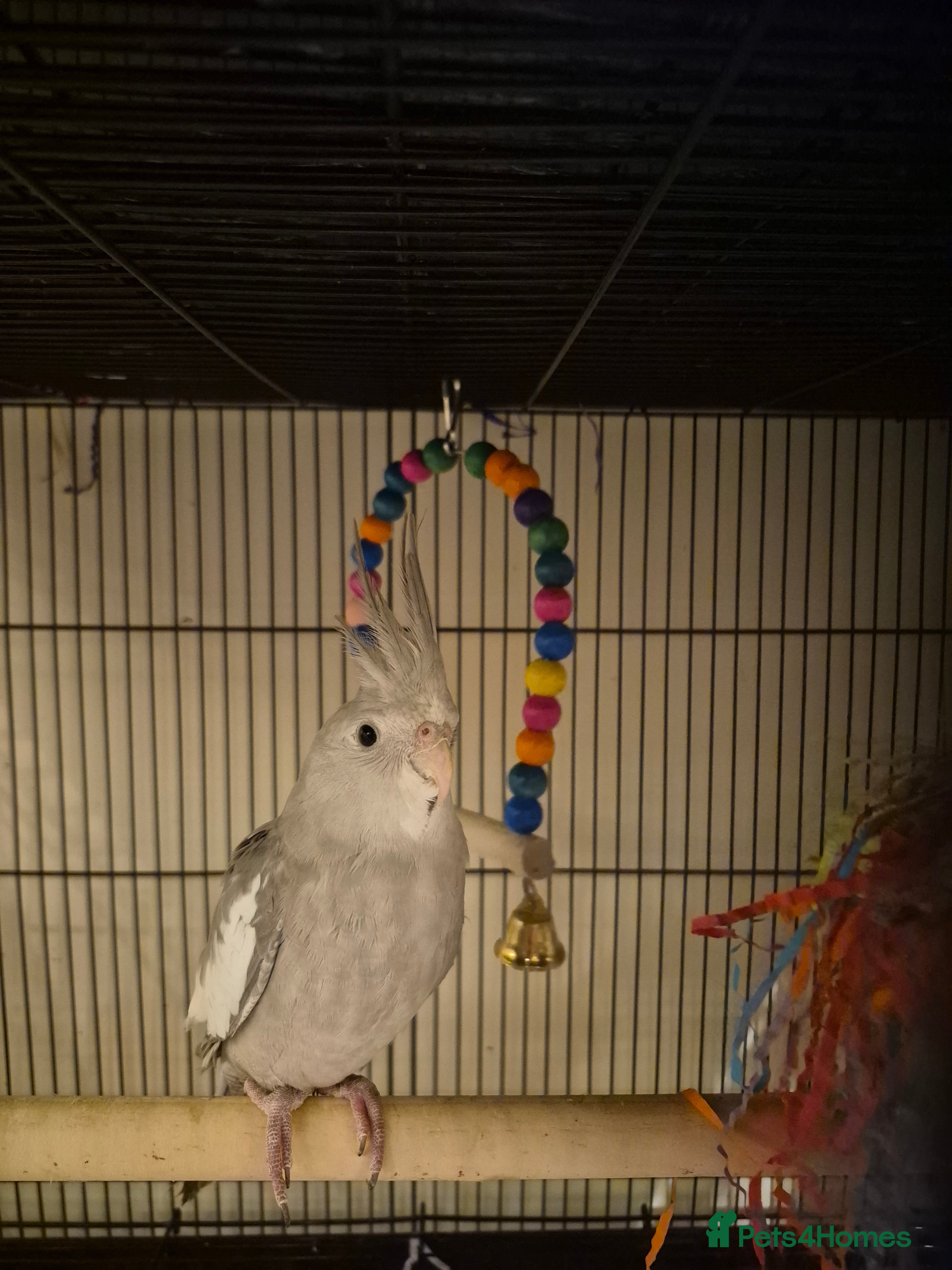 Budgerigars birds lots of different baby cockatiels  - Advert 2