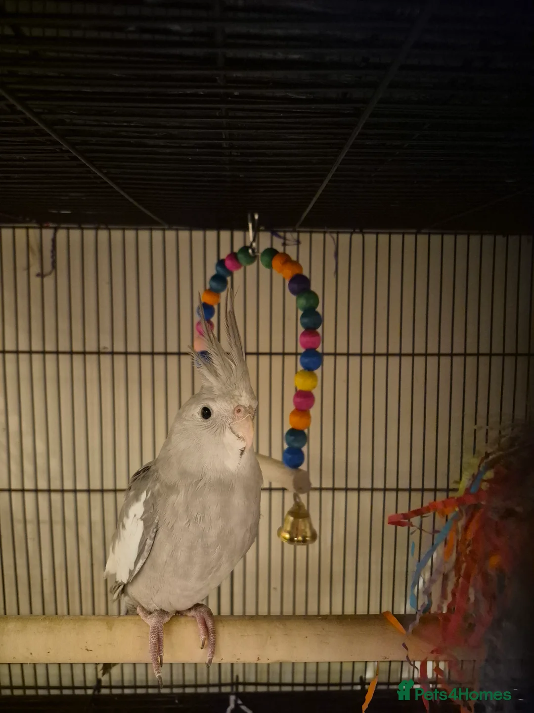 Budgerigars birds for sale: lots of different baby cockatiels  - Advert 1