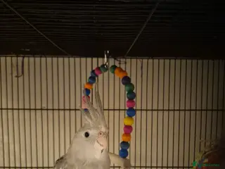 Budgerigars birds lots of different baby cockatiels - Advert 4