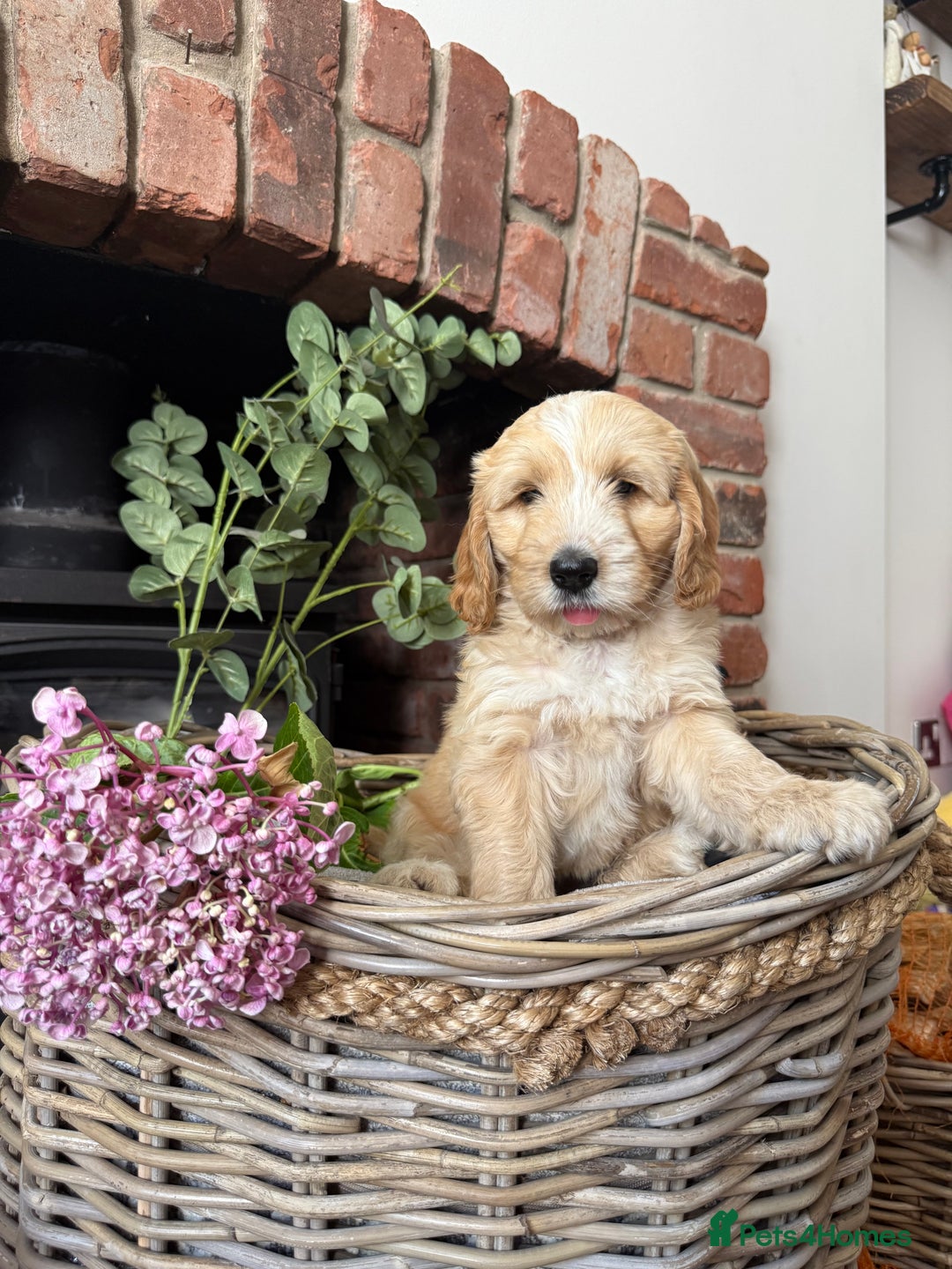 Australian Labradoodle dogs for sale: Australian labradoodle** READY TO GO** - Image 13
