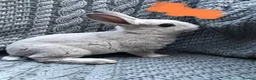 Rex rabbits for sale: Purebred Velvet Mini Rex Sable rabbits - Advert 5