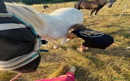 Irish Cob horses for sale: Unbacked 5 year old Gelding  - Image 6