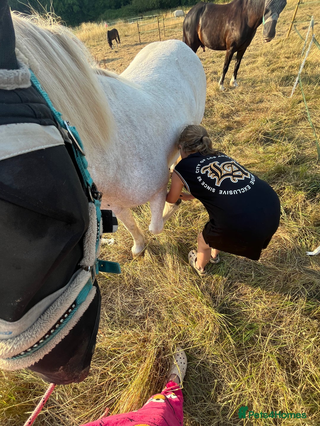 Irish Cob horses for sale: Unbacked 5 year old Gelding  - Image 6