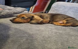 Dachshund dogs for sale: Red, Black and Tan puppies - Image 4