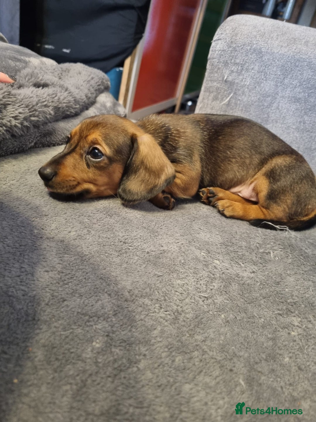 Dachshund dogs for sale: Red, Black and Tan puppies - Image 4