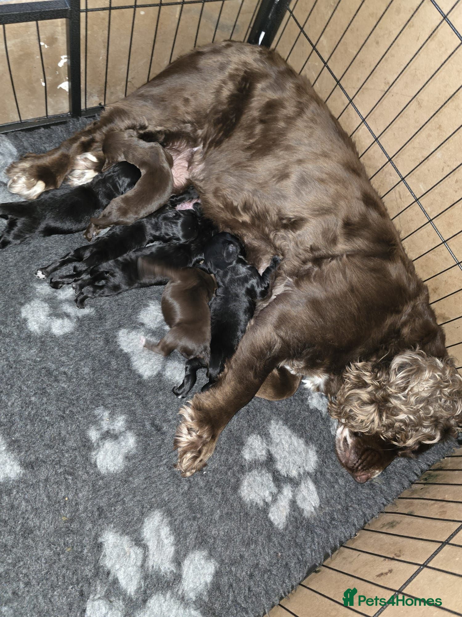 Cocker Spaniel dogs Working cocker puppies - Advert 1