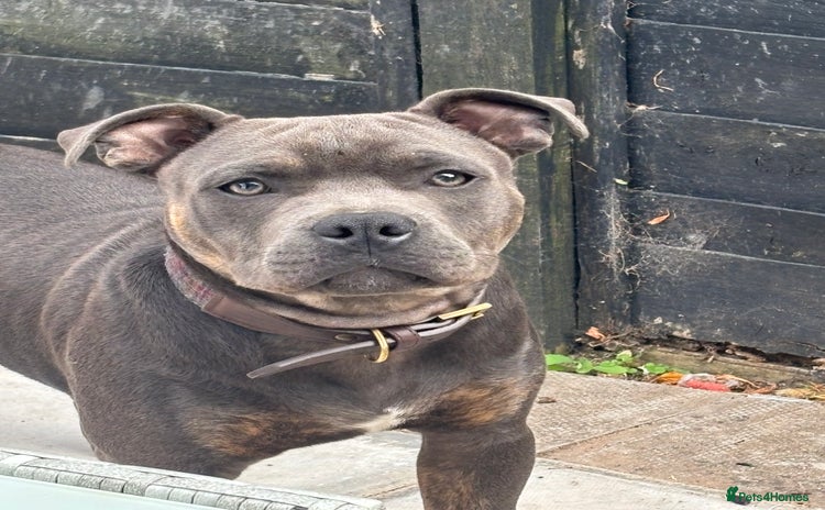 Staffordshire Bull Terrier dogs - Advert 15
