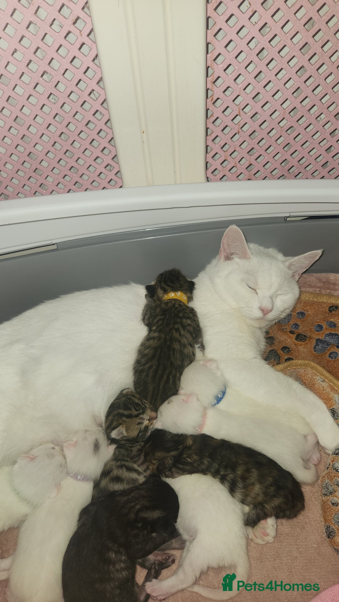 Turkish Angora cats for sale: Turkish angora cross Bengal  - Image 39