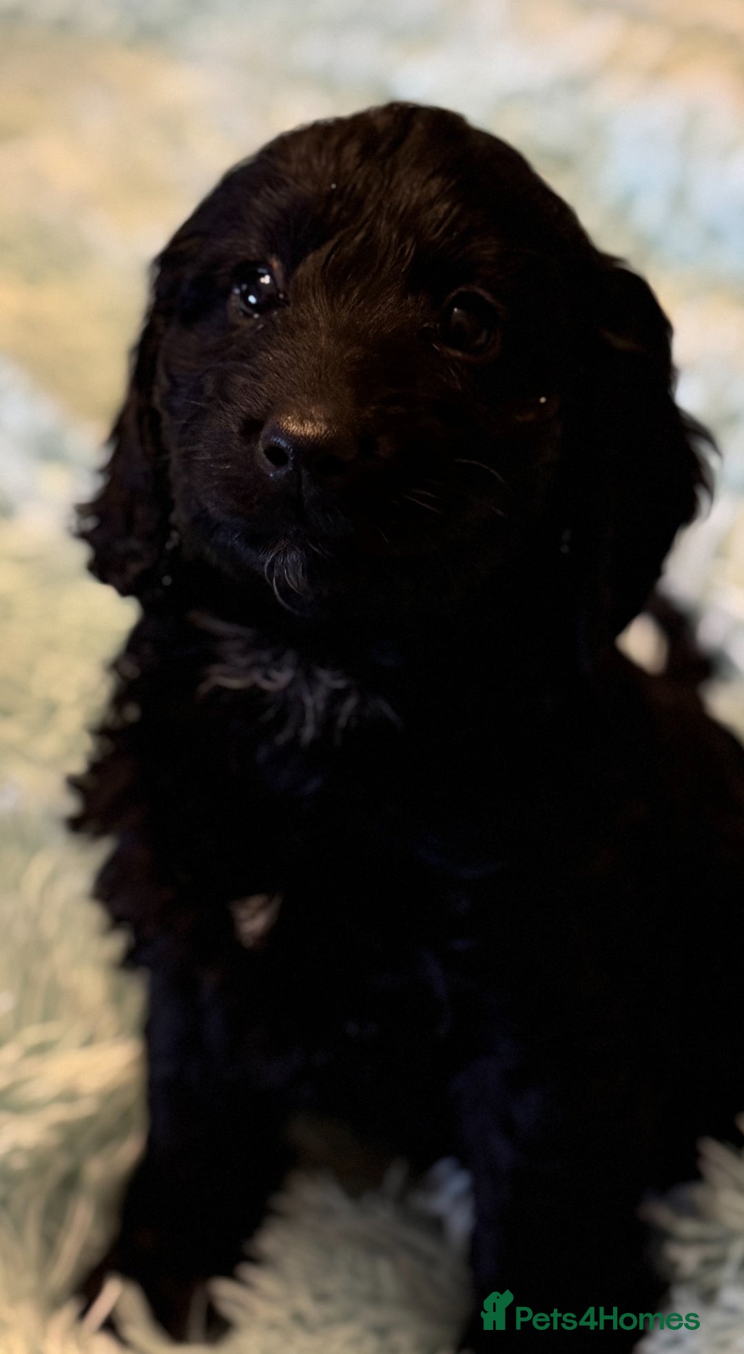 Cockapoo dogs for sale: Healthy Happy Stunning Cockapoo Puppies - Advert 15