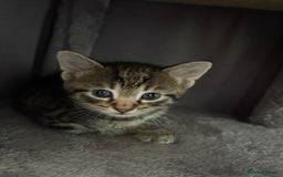 Mixed Breed cats for sale: Kitten for sale  - Image 6
