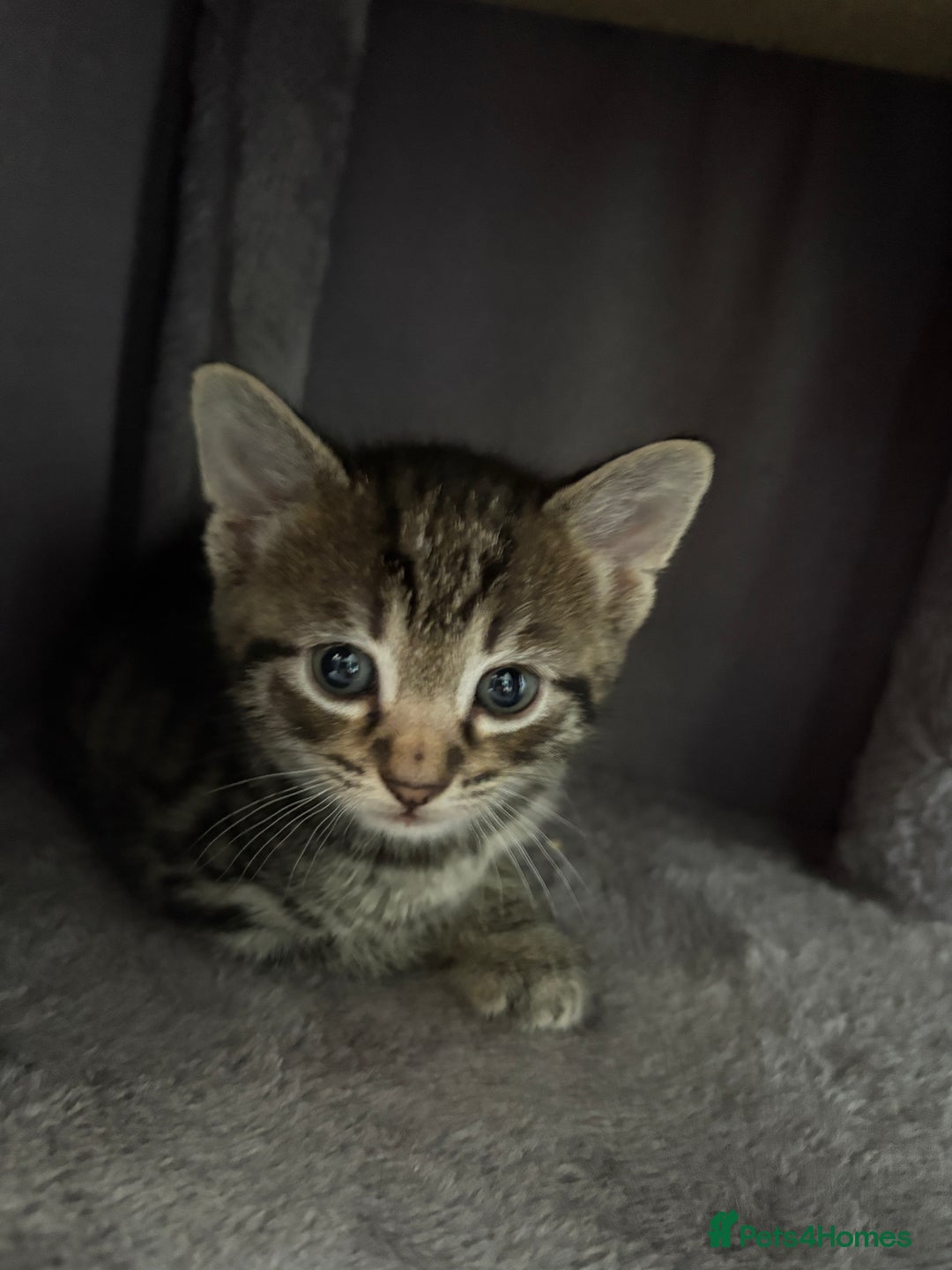Mixed Breed cats for sale: Kitten for sale  - Image 6