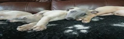 Whippet dogs for sale: High Quality Whippet pups Crufts in Bishop Auckland - Advert 3