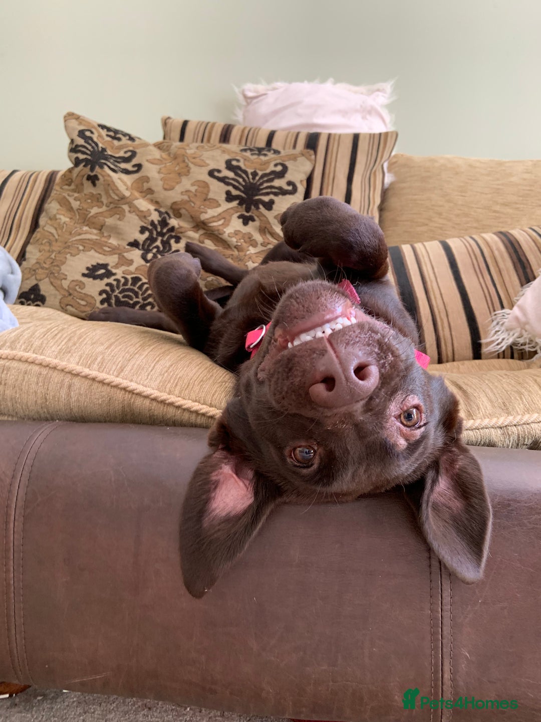 Labrador Retriever dogs for sale: Gorgeous calm loving girl  - Advert 7