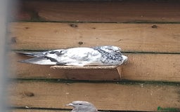 Pigeons birds for sale: Young tipplers/tumblers & racers £3 each - Image 16