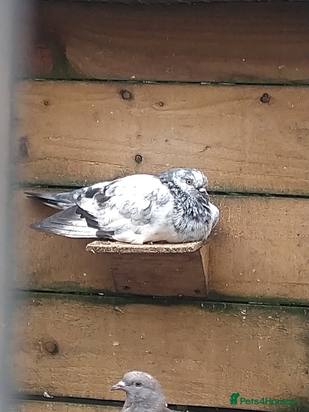 Pigeons birds for sale: Young tipplers/tumblers & racers £3 each - Image 16