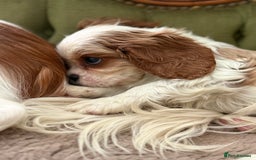 Cavalier King Charles Spaniel dogs for sale: Gorgeous boy 👑true King Charles👑 Cavalier - Image 14
