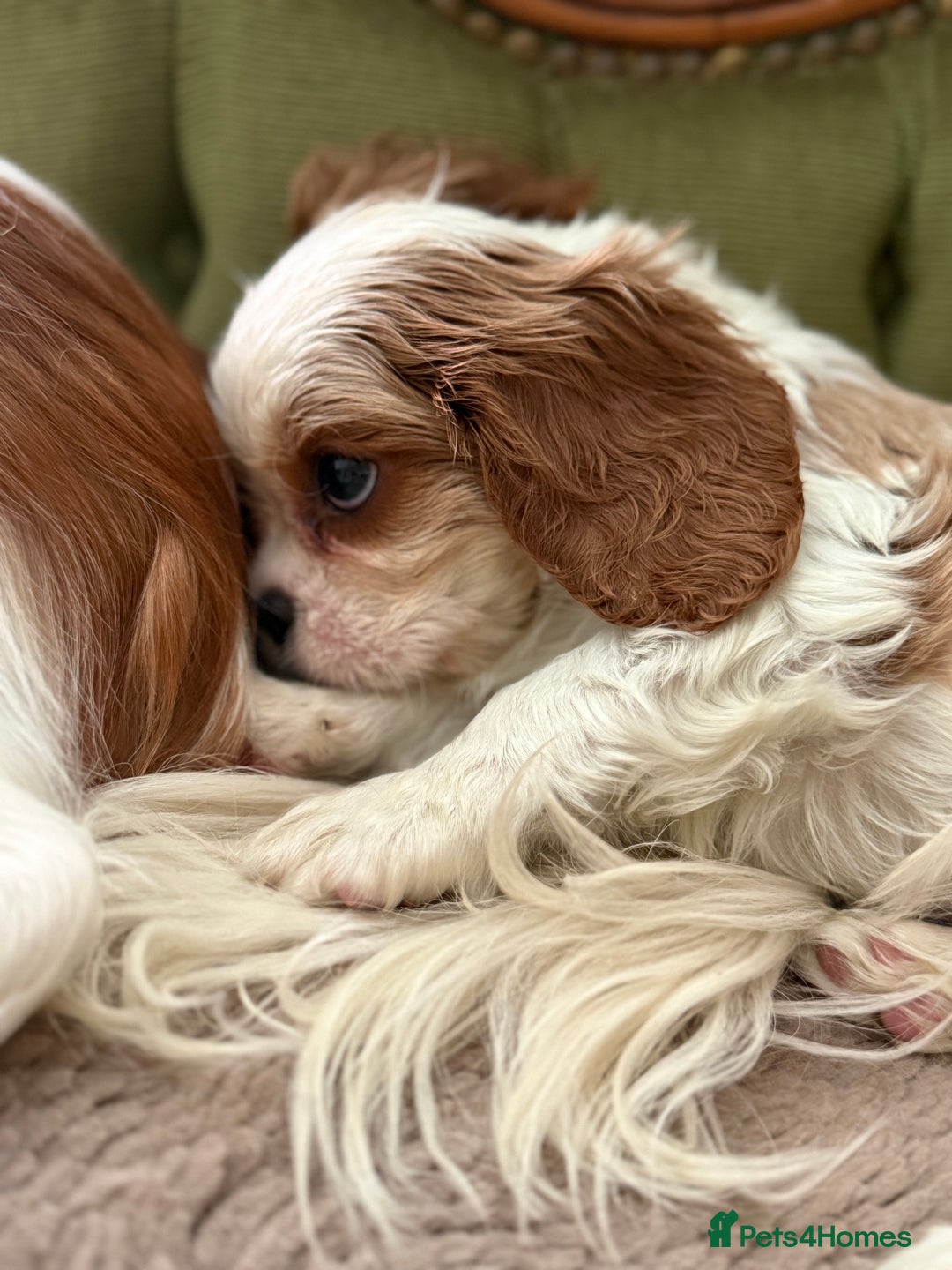 Cavalier King Charles Spaniel dogs for sale: Gorgeous boy 👑true King Charles👑 Cavalier - Image 14