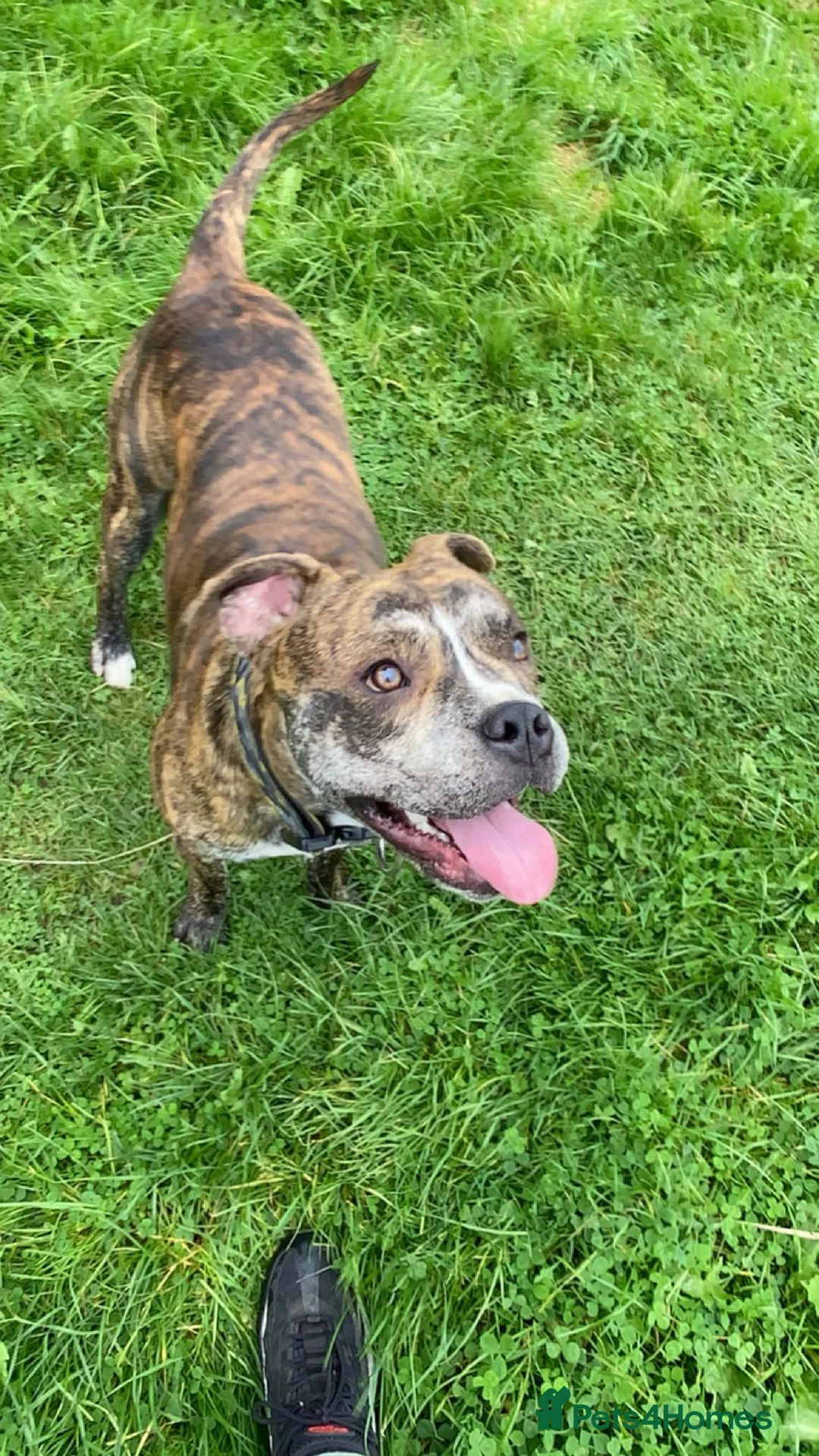 American Bull Staffy dogs for sale: 13 Stunning American bulldog staff mix puppies 😍 - Advert 39
