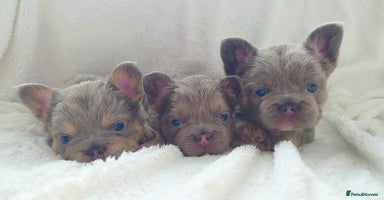 French Bulldog dogs - Advert 2