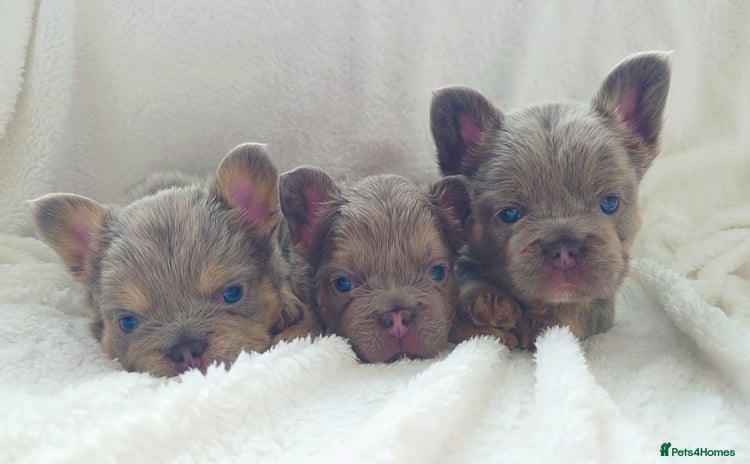 French Bulldog dogs - Advert 2