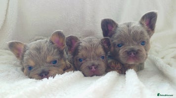 French Bulldog dogs - Advert 9