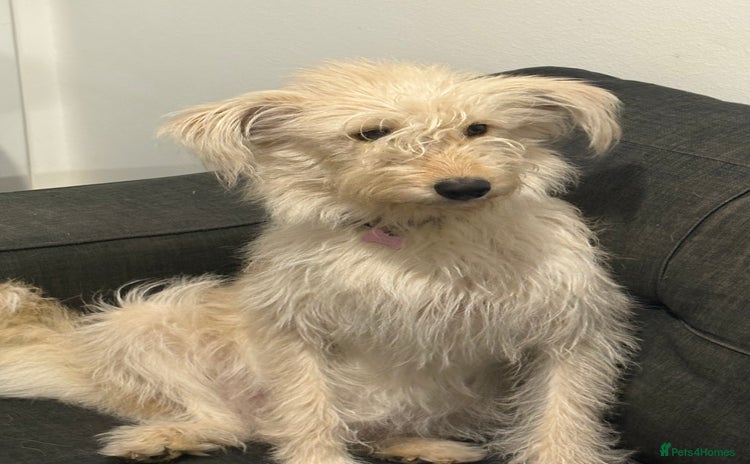 Cockapoo dogs Cockapoo puppies for sale  - Advert 2