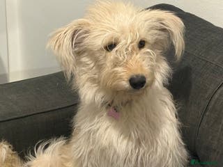 Cockapoo dogs Cockapoo puppies for sale - Advert 14