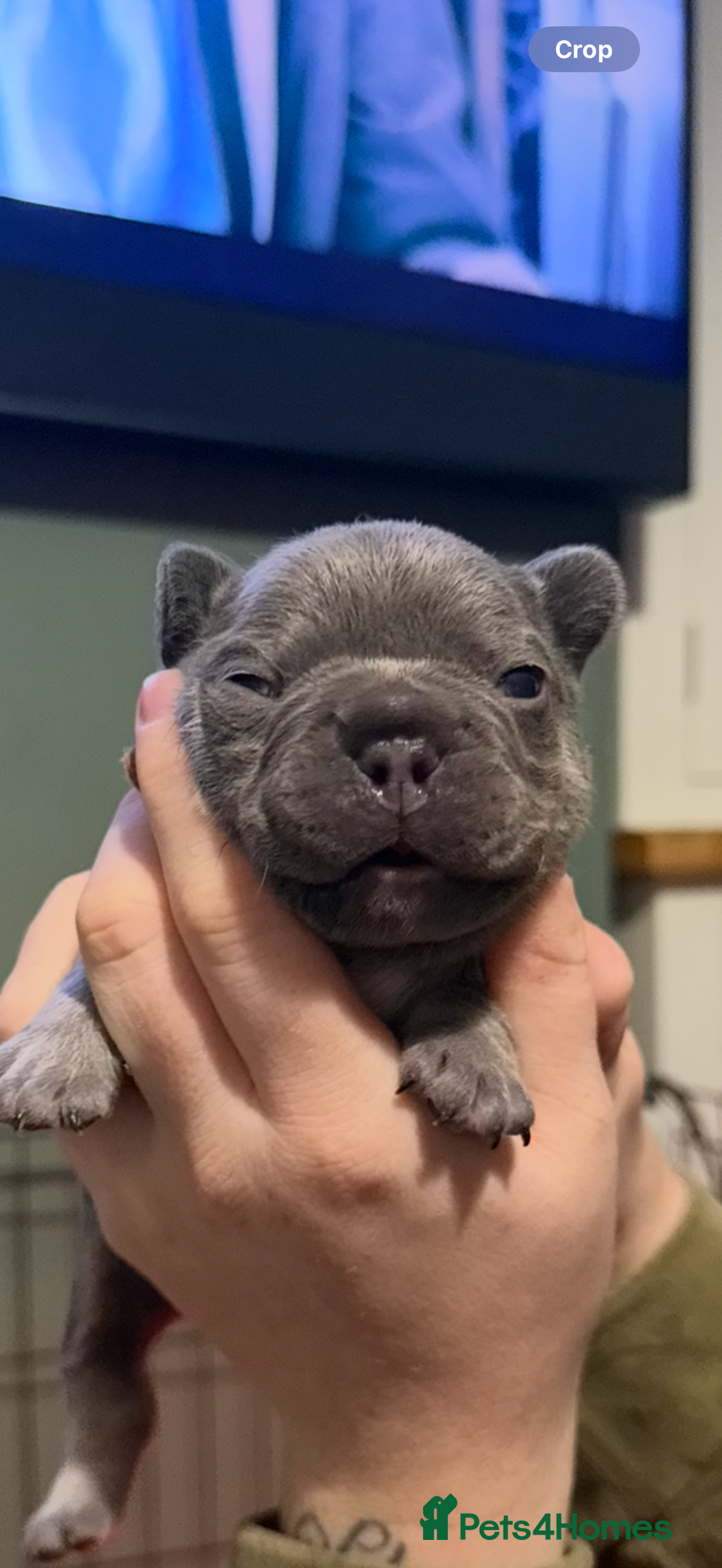 French Bulldog dogs for sale: French bull dog puppy’s  - Advert 11