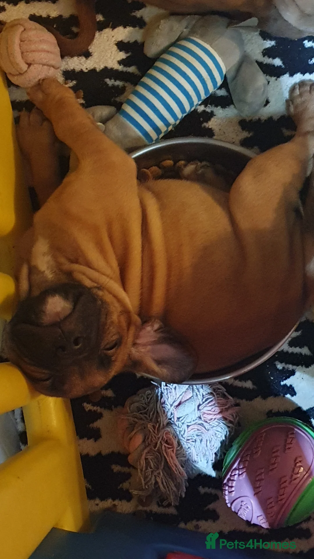 Mixed Breed dogs for sale: Gorgeous staffy x English bulldog puppies - Advert 6