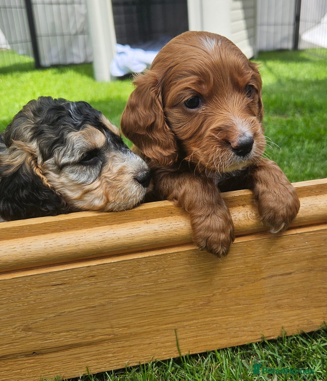 Cockapoo dogs for sale: Cockapoo Puppies - Image 3