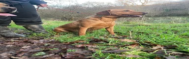Labrador Retriever 1