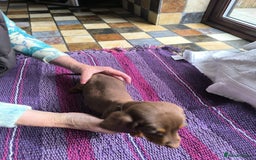 Miniature Dachshund dogs for sale: Superb Miniature KC reg Dachshund puppies - Image 10