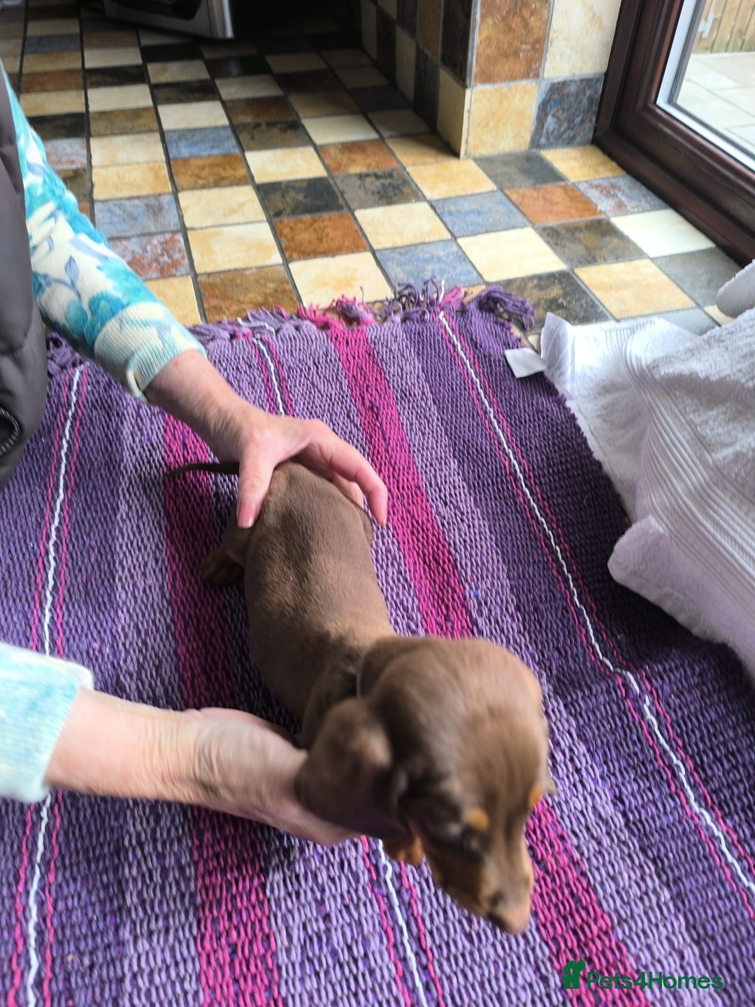 Miniature Dachshund dogs for sale: Superb Miniature KC reg Dachshund puppies - Image 10