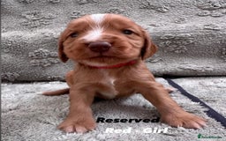 Cocker Spaniel dogs for sale: Beautiful Working Cocker Spaniels WF9 1ET  - Advert 13