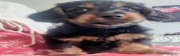 Mixed Breed dogs for sale: Miniature Dauschund/Dorkie pups - Advert 5